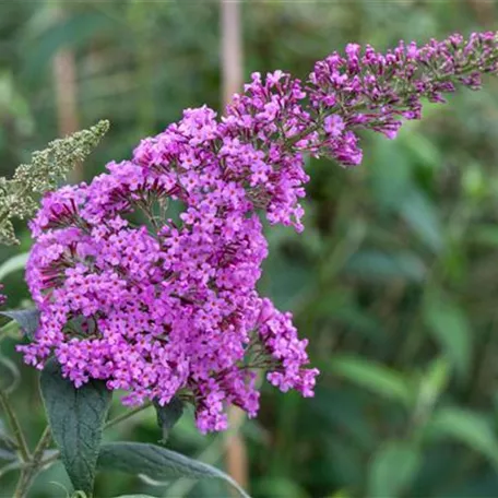 Buddleja davidii 'Chip'