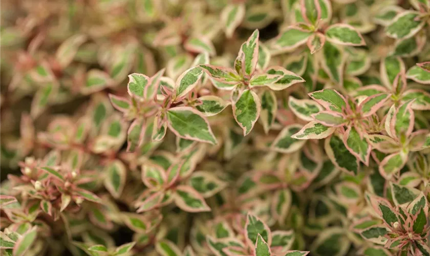Abelia grandiflora 'Francis Mason'