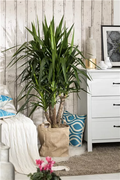 Riesen-Palmlilie Pflanze, Pflege & Tipps  Floragard