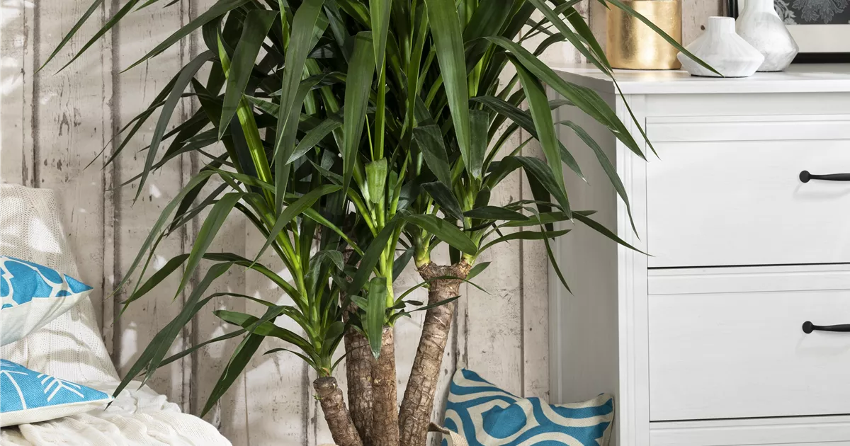 Riesen-Palmlilie Pflanze, Pflege & Tipps  Floragard