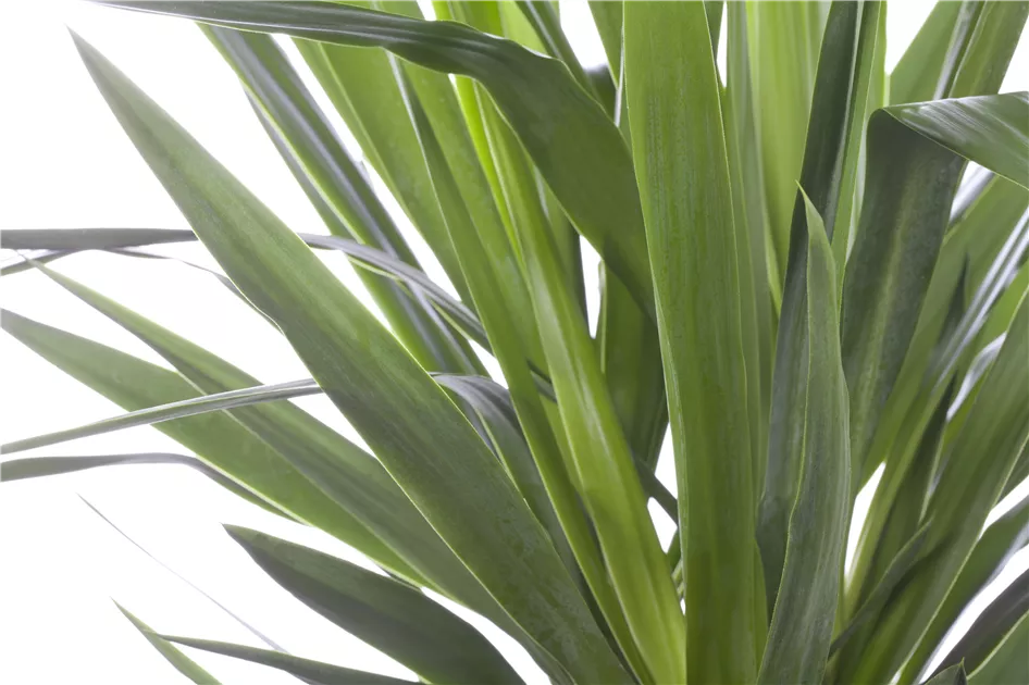 Riesen-Palmlilie Pflanze, Pflege & Tipps  Floragard