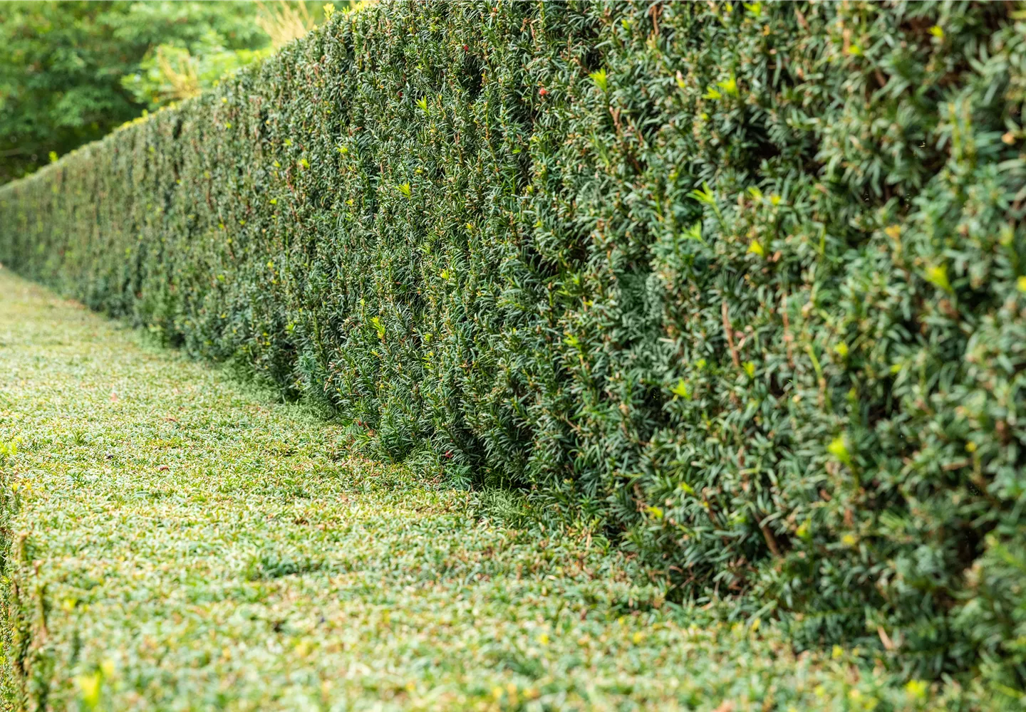 Nadelgeh lze F r Ein Wundersch nes Gr n Im Garten