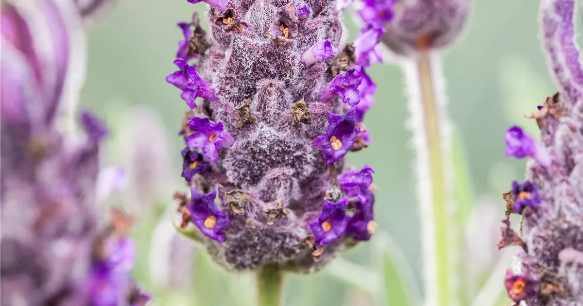GartenSchopfLavendel 'Anouk' Pflanze, Pflege & Tipps Floragard