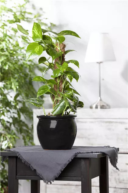 dracena pink Buy Dracaena Colorama Plants Online