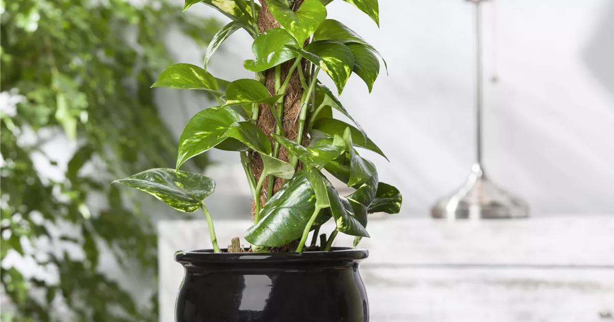 Goldene Efeutute Pflanze, Pflege & Tipps  Floragard
