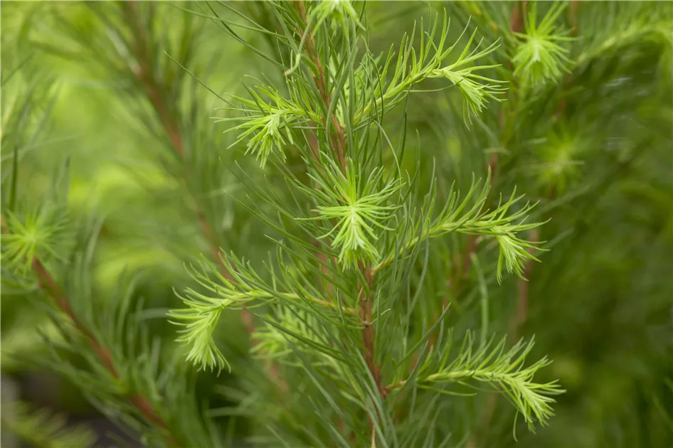 Europische Lrche Pflanze, Pflege & Tipps  Floragard