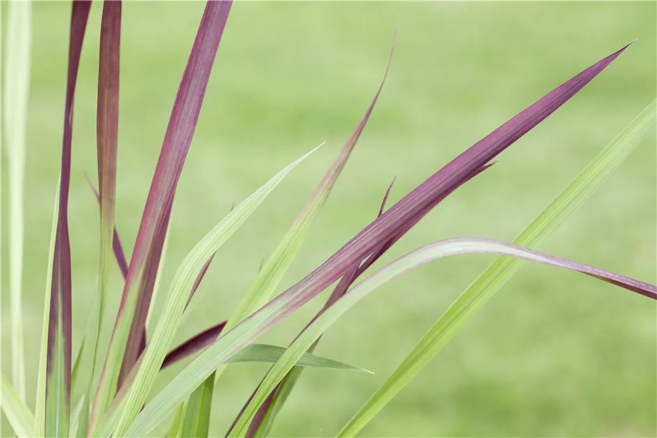 Red Baron' Pflanze, Pflege & Tipps  Floragard