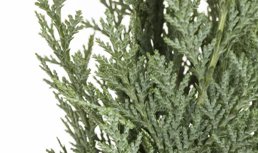 Gartenzypresse 'Tamariscifolia'