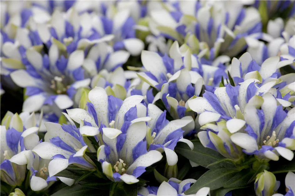Gentiana scabra Pflanze, Pflege & Tipps  Floragard