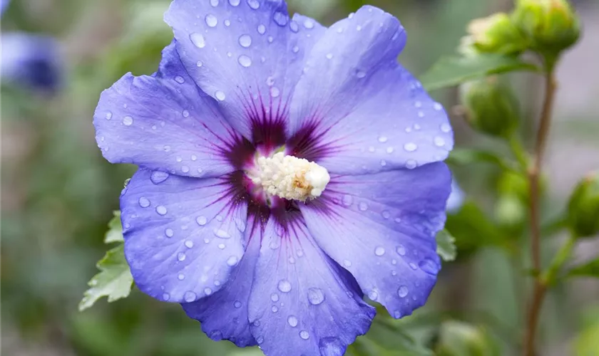 Hibiscus syriacus 'Oiseau Bleu'