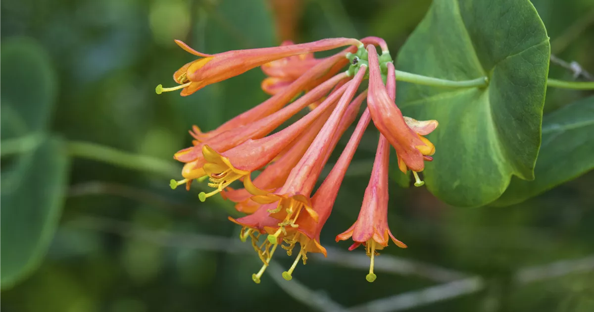 Geiblatt Pflanze, Pflege & Tipps  Floragard