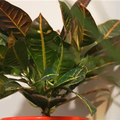 Wunderstrauch - Umtopfen Wunderstrauch - Umtopfen