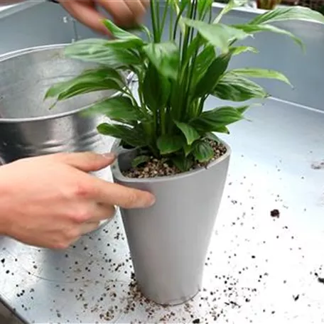 Einblatt - Einpflanzen in ein Gefäß