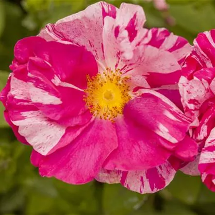 Bodendeckerrose 'Rosengarten Mannheim'® Bodendeckerrose 'Rosengarten Mannheim'®