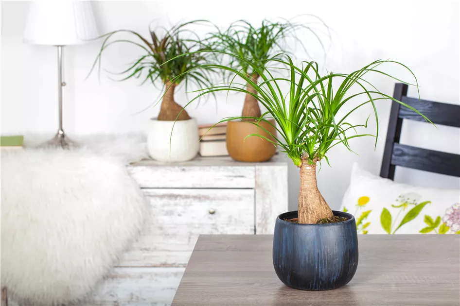 Den Elefantenfu richtig pflegen  Floragard