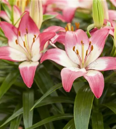 Zur richtigen Zeit am richtigen Ort - Lilien pflanzen