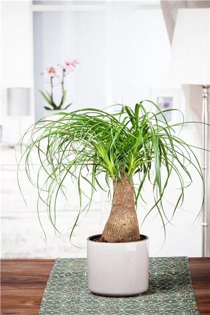 Der Dickhuter Elefantenfu  Floragard