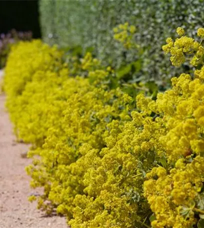 Gartenzauber im Zaubergarten. Etwas Magie gefällig?