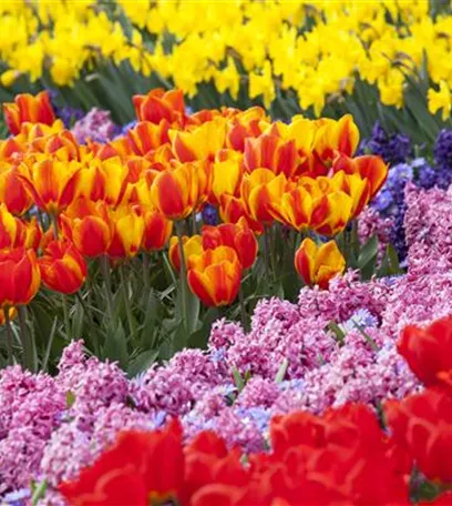 Ab in die Kiste – Blumenzwiebeln und Knollen einlagern