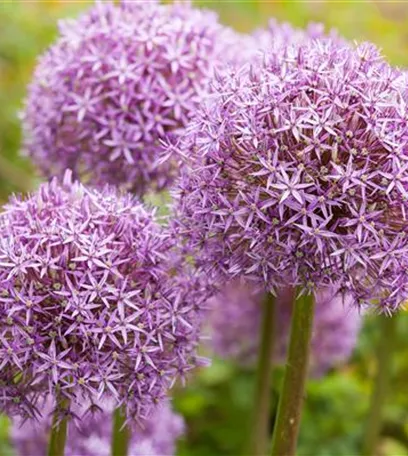 Blumenzwiebeln – kleine Zwiebeln mit großer Wirkung