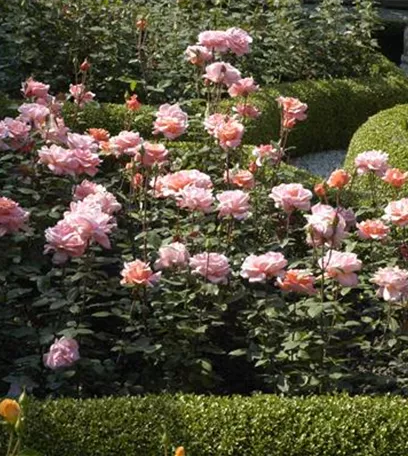 Von Artischocke bis Zucchini: alles für den Bauerngarten