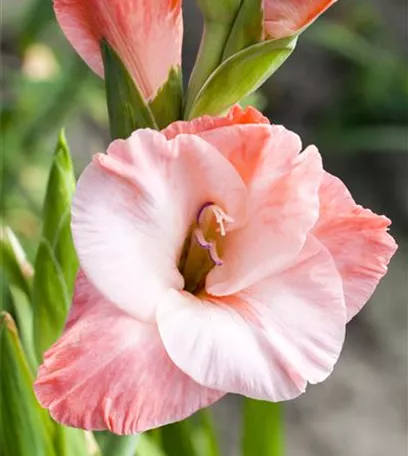 Farbe auf dem Balkon – Blumenzwiebeln für den Sommer