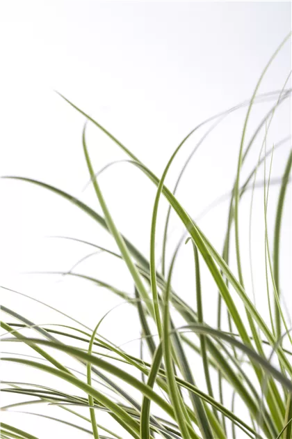Carex brunnea Pflanze, Pflege & Tipps  Floragard