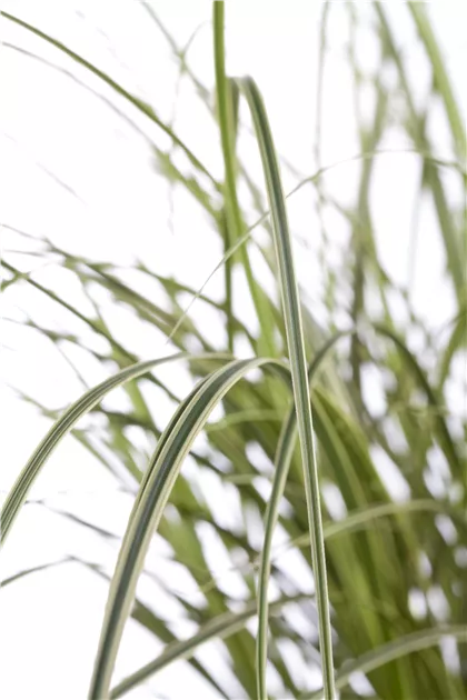 Carex brunnea Pflanze, Pflege & Tipps  Floragard
