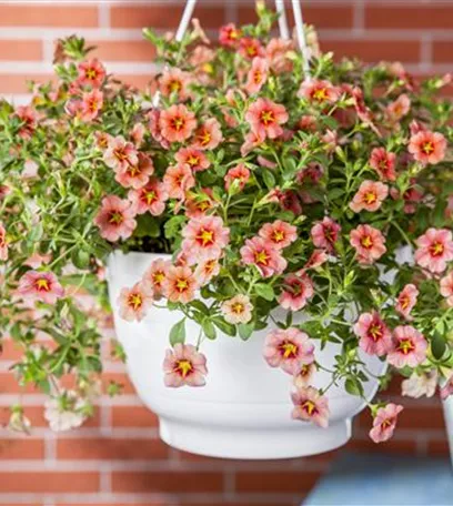 Hanging Baskets, die Alternative zum Beet