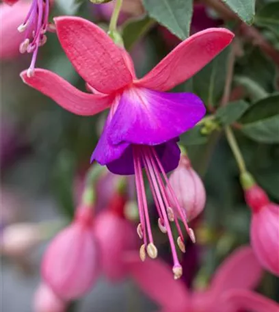 Hanging Baskets, die Alternative zum Beet