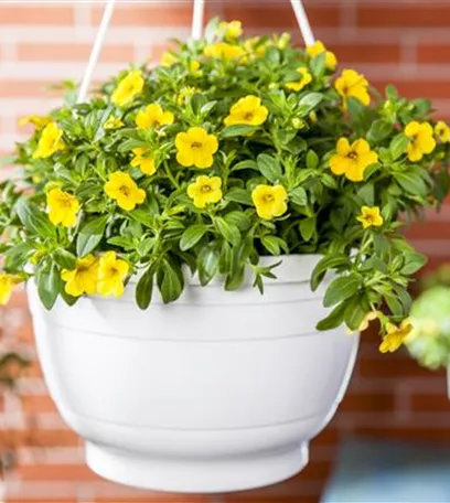 Hanging Baskets, die Alternative zum Beet
