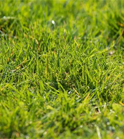 Der Rasen – grasgrün und rundum gesund