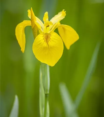 Iris - die Pflanze mit den vielen Gesichtern