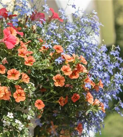 Mit einjährigen Pflanzen den Garten bunter machen