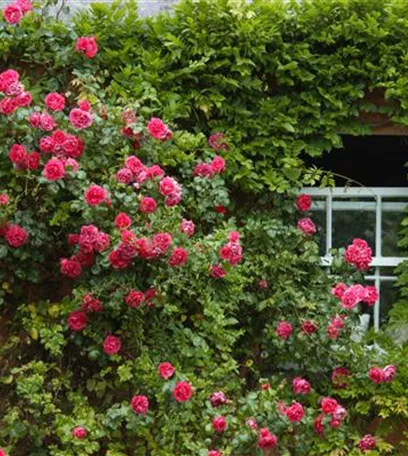 Kletterpflanzen im Garten - hoch hinaus und noch viel weiter!
