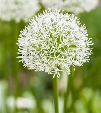 Allium – eleganter Zierlauch Allium – eleganter Zierlauch