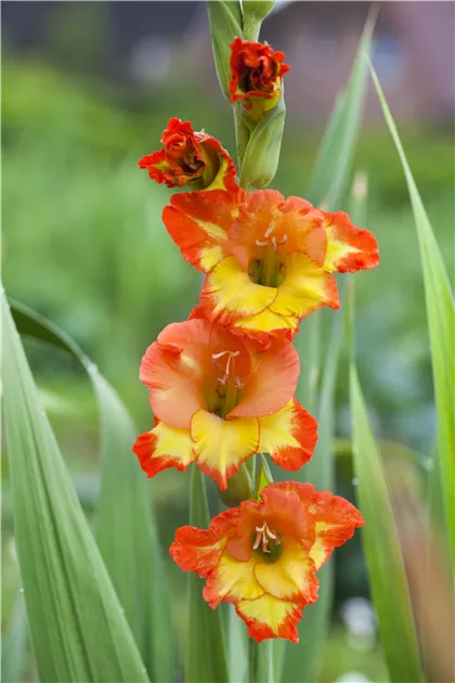 Vorbereitung der berwinterung von Gladiolen  Floragard
