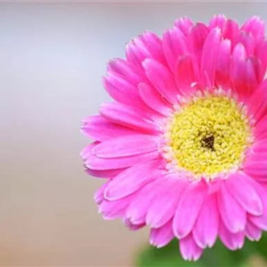 Gerbera - Einpflanzen im Garten