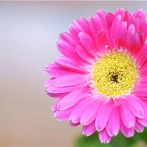 Gerbera - Einpflanzen im Garten