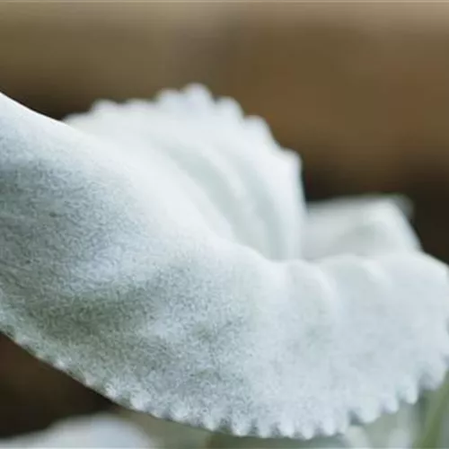 Silberblatt (Senecio) - Einpflanzen im Garten Silberblatt (Senecio) - Einpflanzen im Garten