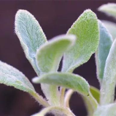 Woll-Ziest - Einpflanzen im Garten Woll-Ziest - Einpflanzen im Garten