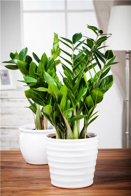 Glcksfeder 'Zenzi' Pflanze, Pflege & Tipps  Floragard