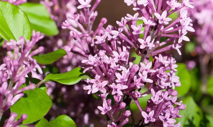 Syringa meyeri 'Palibin'