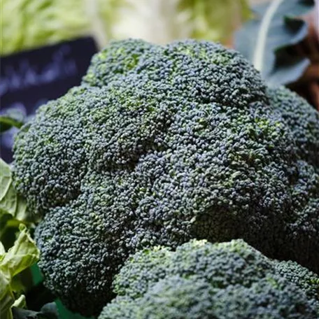 Brassica oleracea var. italica 'Calabrais'