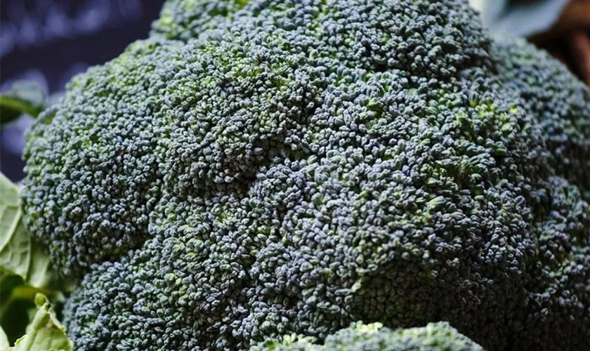 Broccoli