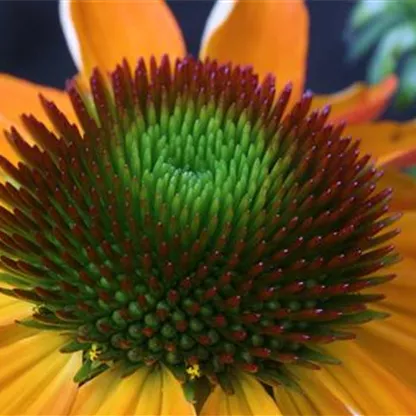 Purpursonnenhut - Einpflanzen im Garten