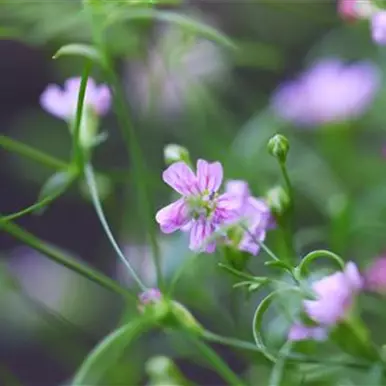 Sommer Schleierkraut - Einpflanzen im Garten