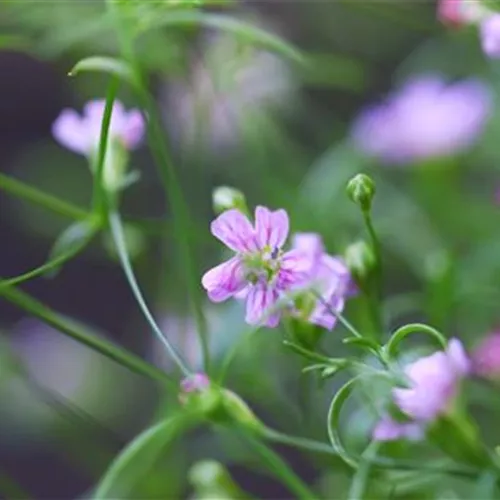 Sommer Schleierkraut - Einpflanzen im Garten