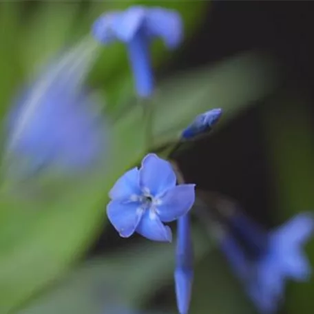 Texas Blaustern - Einpflanzen im Garten
