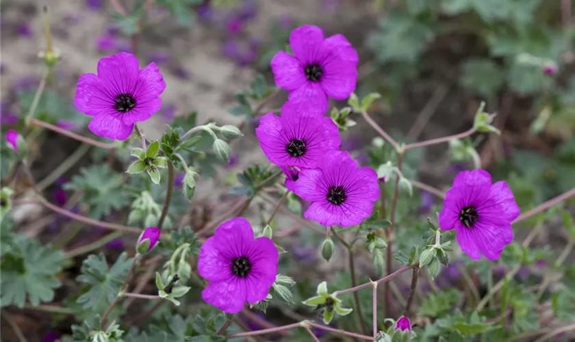 Geranium cinereum